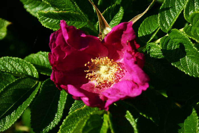 Bl&uuml;te der Kartoffelrose