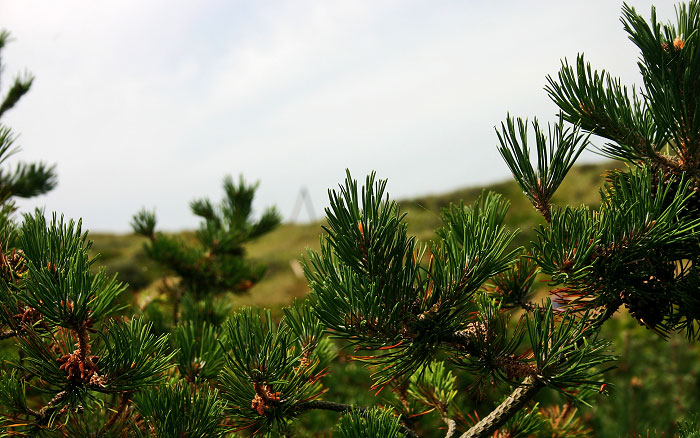 Kiefern in den Inseld&uuml;nen
