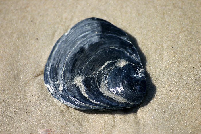 Austernschale im Sand
