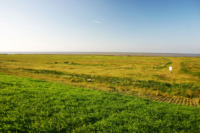 Blick aufs Deichvorland