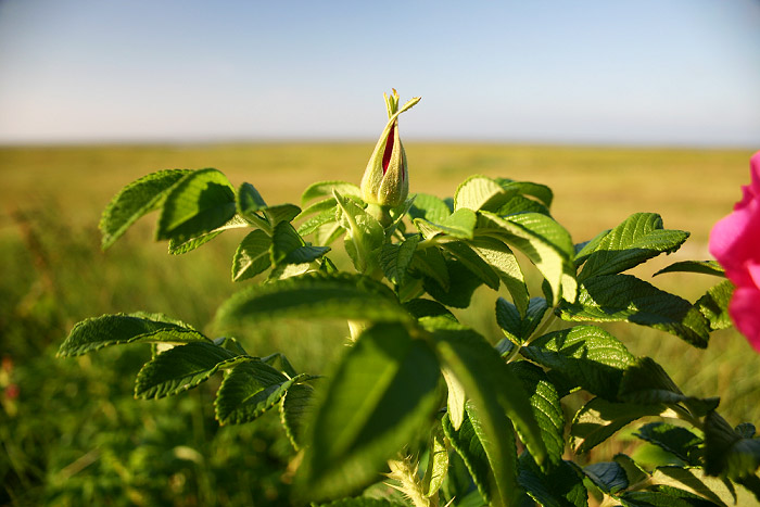 Kartoffelrose am Deich