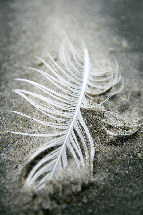 Feder im Sand