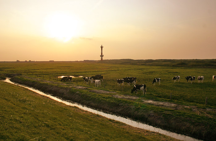 Rinder auf der Weide
