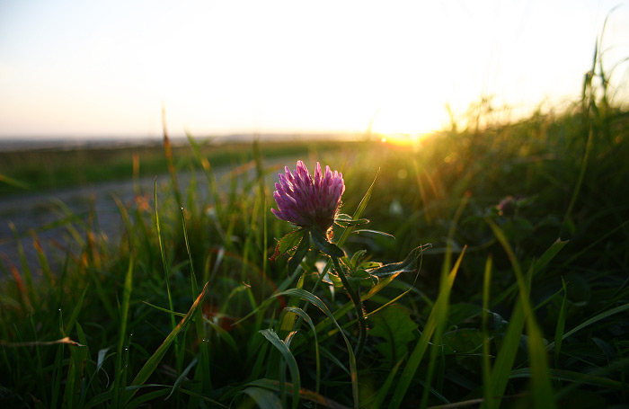 Wiesenklee auf dem Deich
