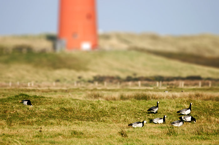 Nonneng&auml;nse im Westinnengroden
