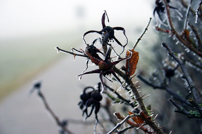 Hagebutten mit Rauhreif