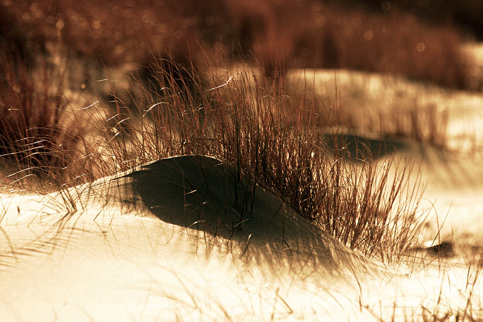 Prim&auml;rd&uuml;ne