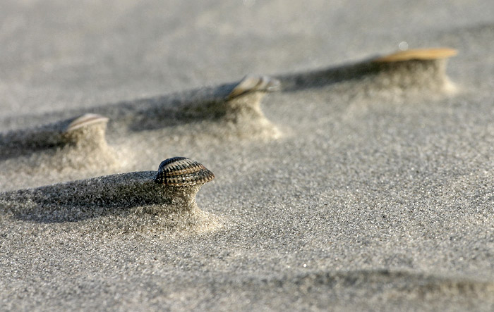 Muscheln am Strand