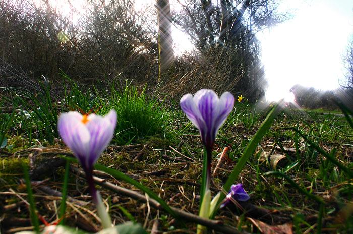 Krokusse an der Stra&szlig;e zum Osten
