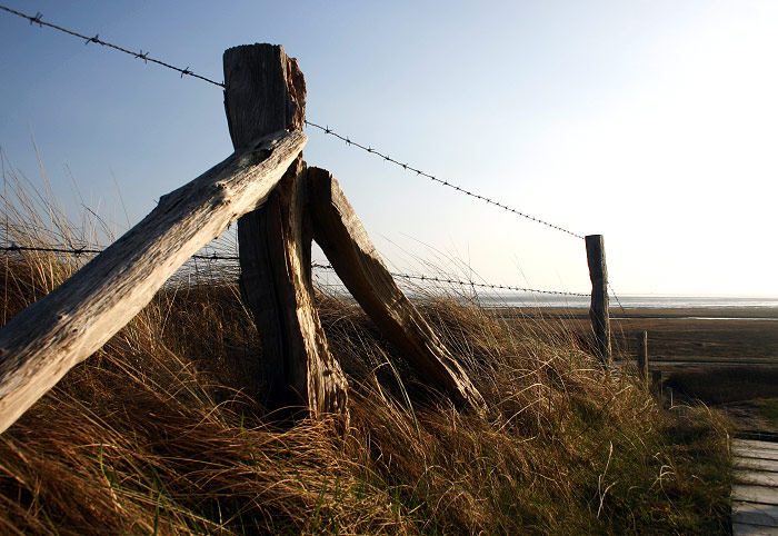 Zaunpf&auml;hle auf den Ostd&uuml;nen