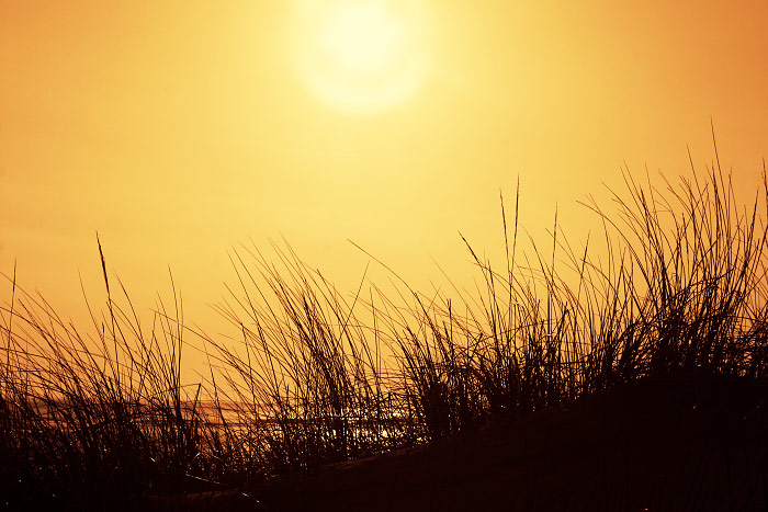 D&uuml;nen im Gegenlicht