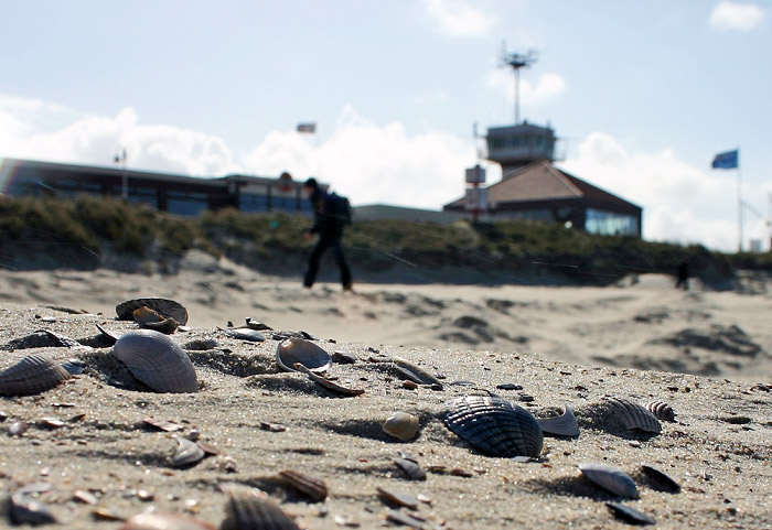 Muscheln im Westfeld