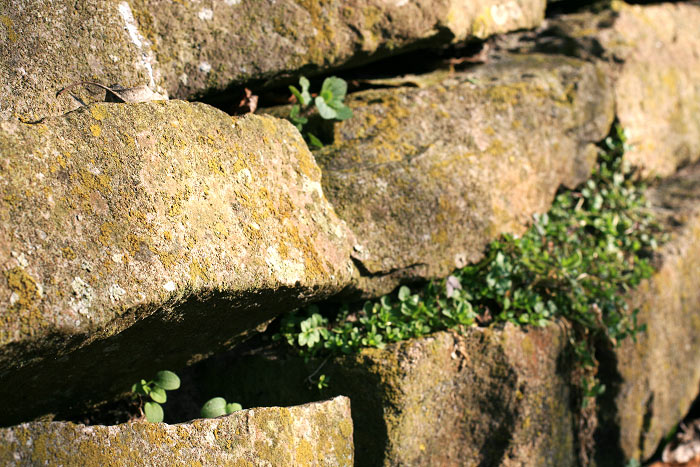 Mauer in der Friedrich-August-Stra&szlig;e