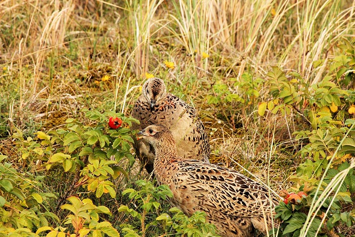 Fasanenhennen im Gras