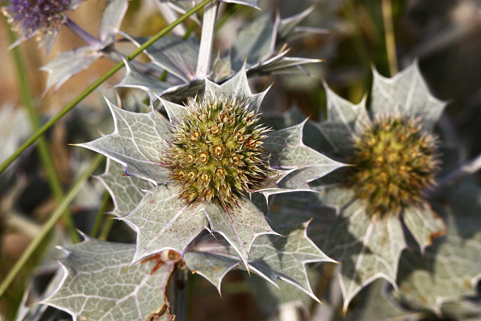 Nahaufnahme einer Stranddistel