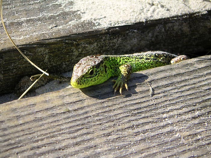 Zauneidechse am D&uuml;nenweg
