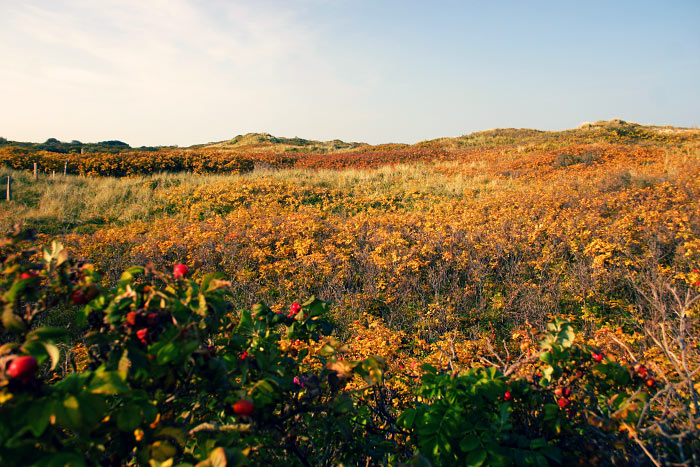 Herbststimmung in den D&uuml;nen