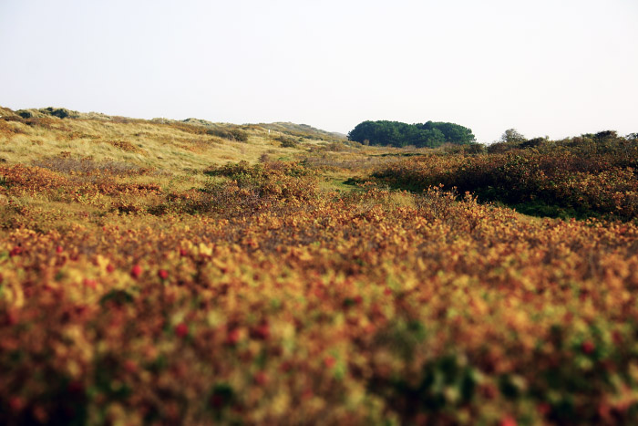 Ostd&uuml;nen im Herbst
