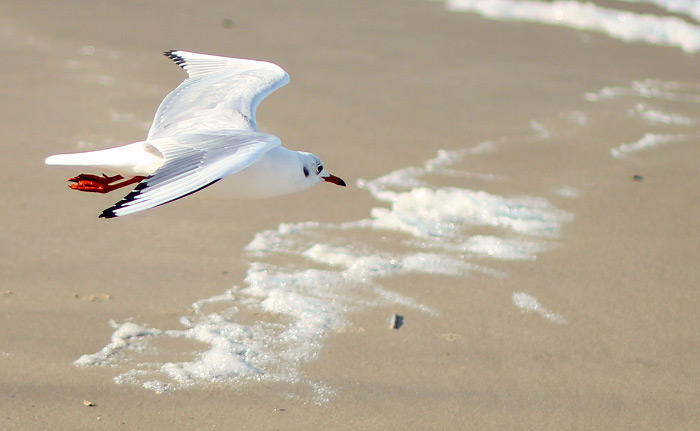 Lachm&ouml;we im Flug