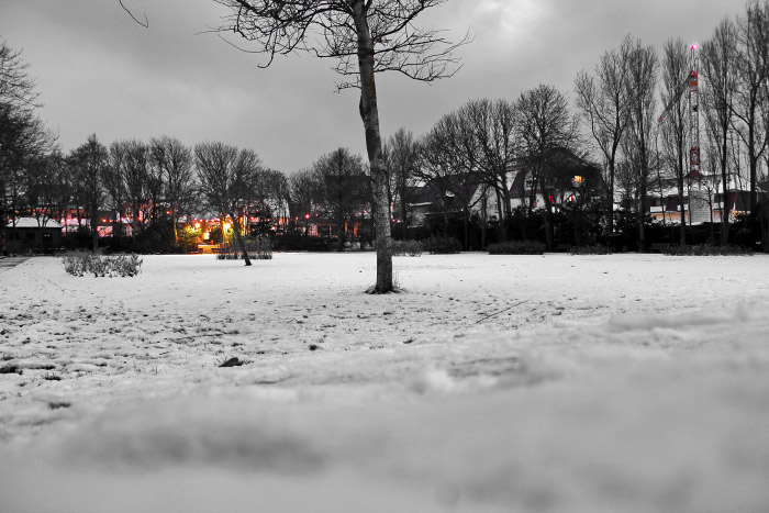 Rosengarten im Schnee