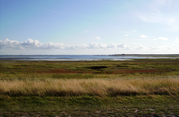 Deichvorland vom S&uuml;ddeich aus gesehen