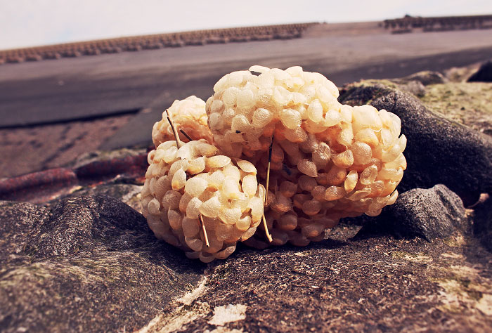 Eikapseln der Wellhornschnecke