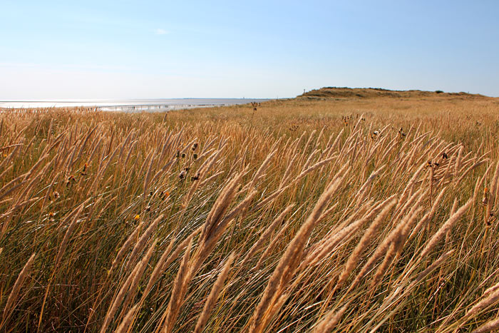 Neu entstehende Dünen im Osten