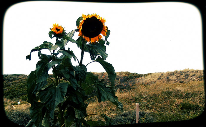 Sonnenblumen