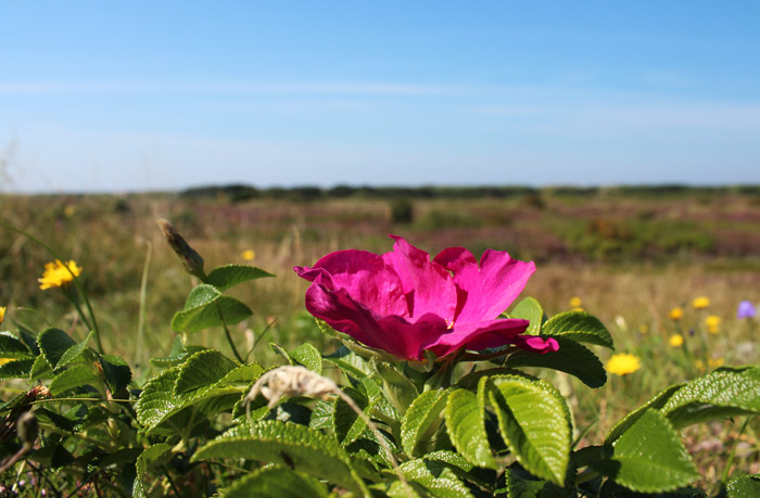 Kartoffelrose am Deich