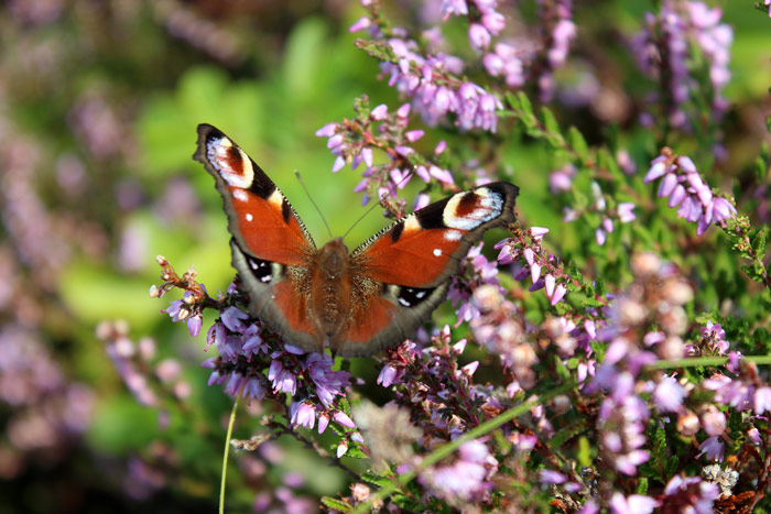 Pfauenauge auf Stippvisite