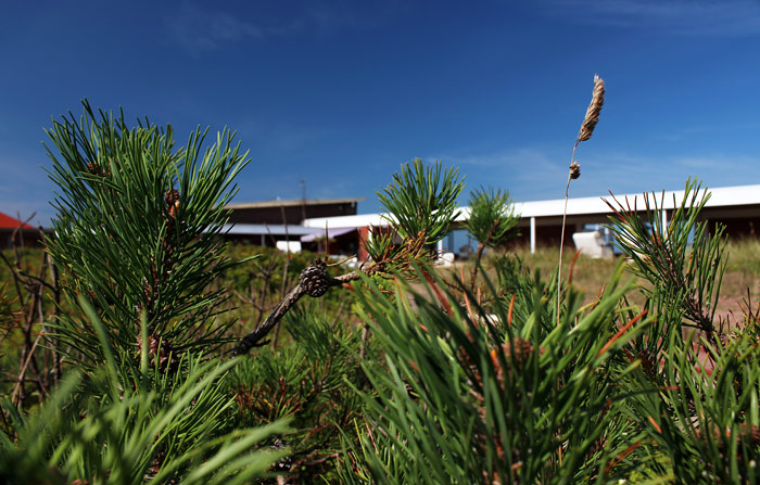 Kiefern auf dem Cobigolf-Platz
