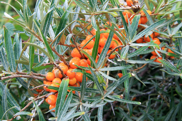 Herbstzeit ist Sanddornzeit