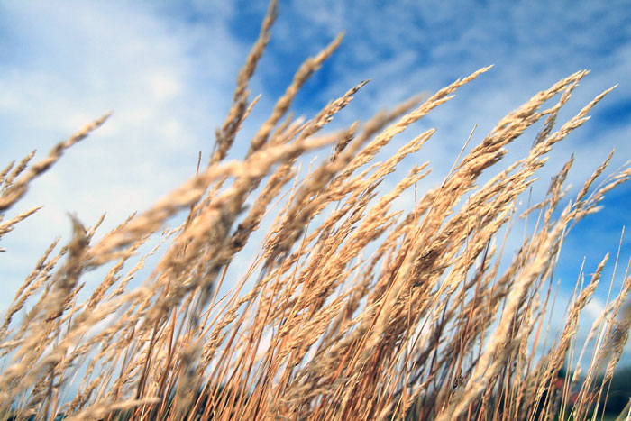 Osterd&uuml;nen-Gras