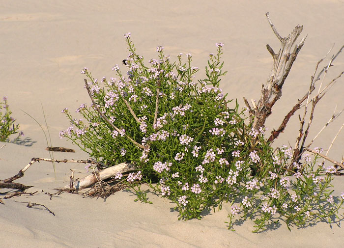 Europäischer Meersenf