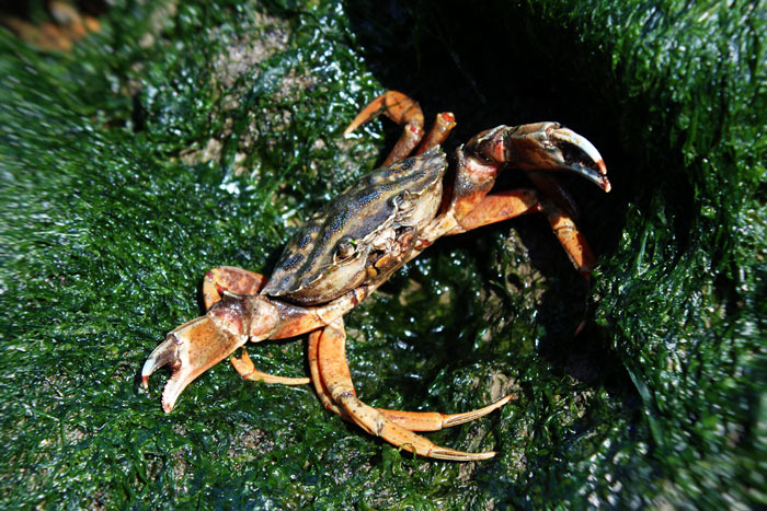 Gemeine Strandkrabbe in Lauerstellung