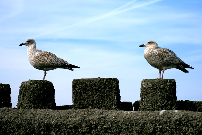 M&ouml;wen auf der Pfahlbuhne