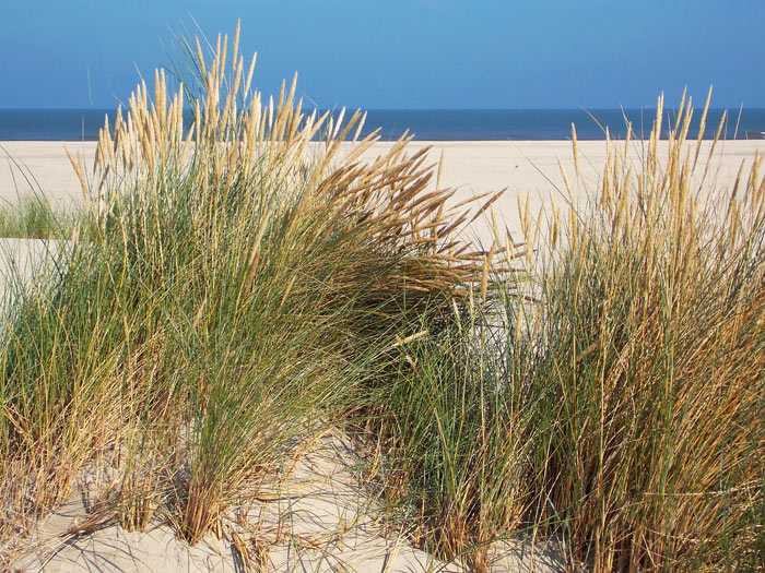 Strandhafer in den Wei&szlig;d&uuml;nen