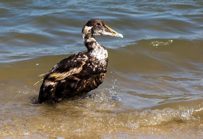 Eiderente im Schlichtkleid
