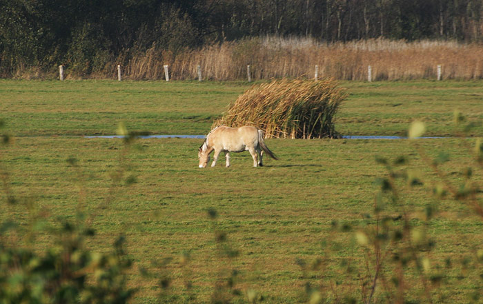 Pferdeweide im Ostinnengroden