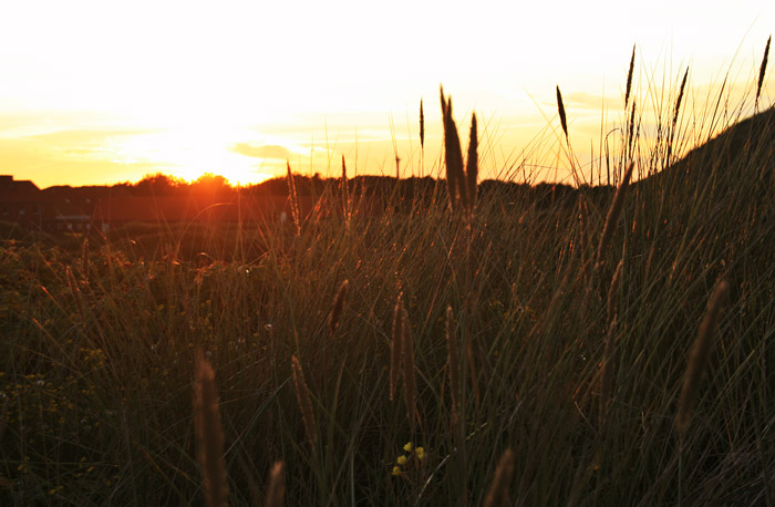 Dünen im Gegenlicht