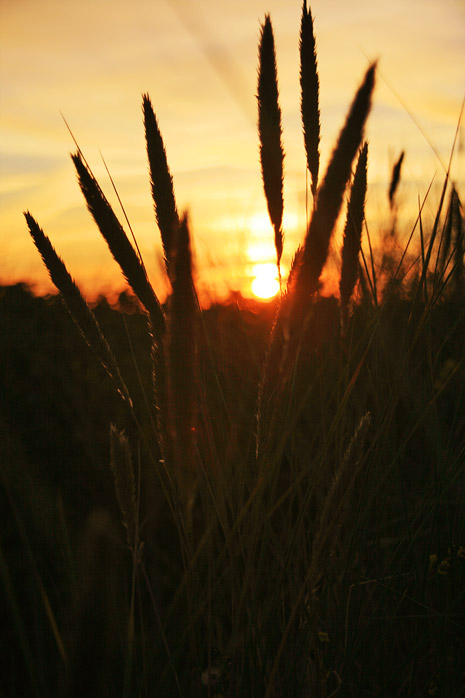 Sonnenuntergang in den D&uuml;nen