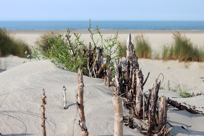 Versandeter Buschzaun