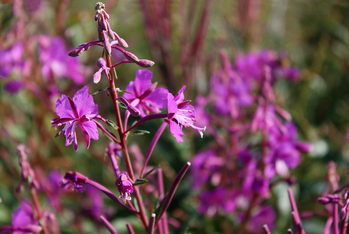 Schmalbl&auml;ttriges Weidenr&ouml;schen