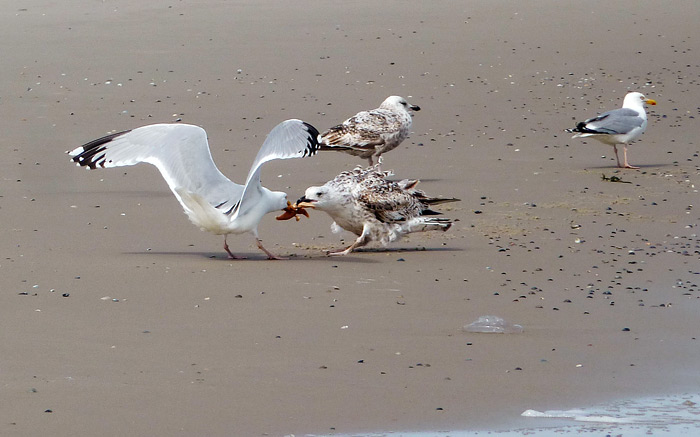 Streitende M&ouml;wen