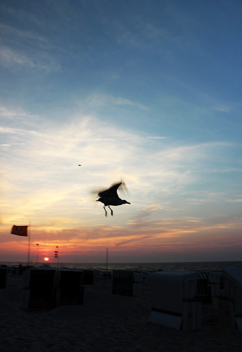 M&ouml;we im Gegenlicht