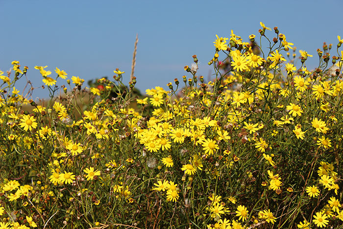 Schmalblättriges Kreuzkraut