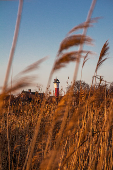 Schilf am Deichgraben