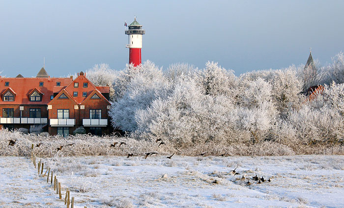 Auffliegende G&auml;nse