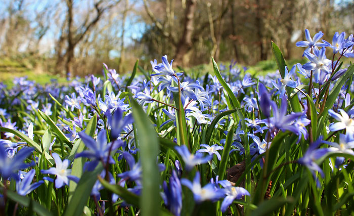 Gew&ouml;hnlicher Schneestolz