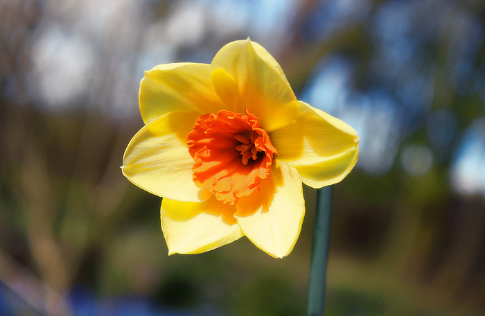 Bl&uuml;hende Narzisse